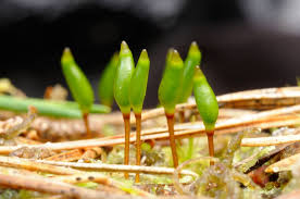 Attēlu rezultāti vaicājumam “Buxbaumia viridis”