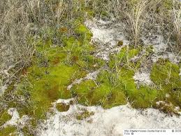 Attēlu rezultāti vaicājumam “Syntrichia ruralis var. ruraliformis”