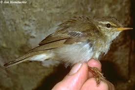 Image result for Phylloscopus borealis