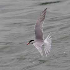 Attēlu rezultāti vaicājumam “Sterna hirundo adult”