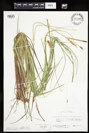 Attēlu rezultāti vaicājumam “Carex vesicaria”