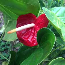 Attēlu rezultāti vaicājumam “Araceae”