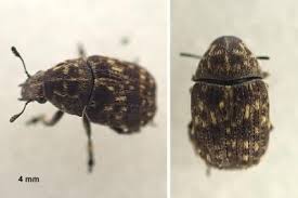 Attēlu rezultāti vaicājumam “Anthribus nebulosus”