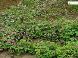 Attēlu rezultāti vaicājumam “Rubus arcticus”