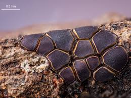 Attēlu rezultāti vaicājumam “Comatricha ellae macro”