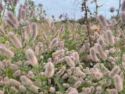 Attēlu rezultāti vaicājumam “Trifolium arvense fruit”