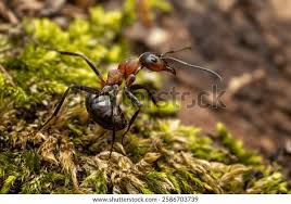 Attēlu rezultāti vaicājumam “Formica rufa”