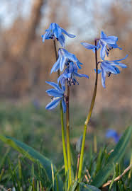 Attēlu rezultāti vaicājumam “Scilla siberica bud”