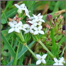 Attēlu rezultāti vaicājumam “Galium palustre fruit”
