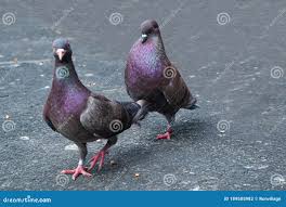 Attēlu rezultāti vaicājumam “Columba livia f. domestica”