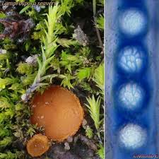 Attēlu rezultāti vaicājumam “Lamprospora tortulae-ruralis”