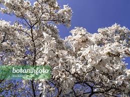 Attēlu rezultāti vaicājumam “Magnolia kobus”