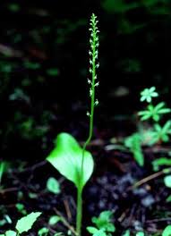 Attēlu rezultāti vaicājumam “Malaxis monophyllos flower”