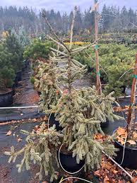 Attēlu rezultāti vaicājumam “Picea abies”