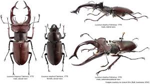 Attēlu rezultāti vaicājumam “Lucanidae”