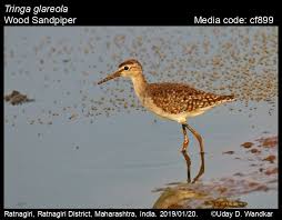 Attēlu rezultāti vaicājumam “Tringa glareola adult”