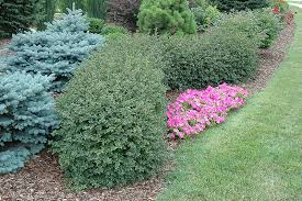 Attēlu rezultāti vaicājumam “Ribes alpinum”