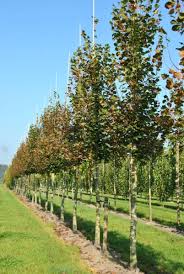 Attēlu rezultāti vaicājumam “Phytocoris tiliae imago”