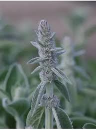 Attēlu rezultāti vaicājumam “Koeleria glauca leaf”