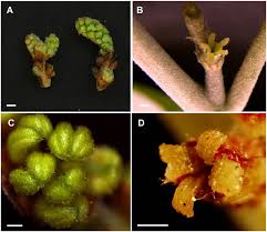 Attēlu rezultāti vaicājumam “Quercus robur female flower”