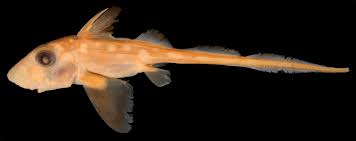 Image result for Hydrolagus colliei