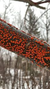 Attēlu rezultāti vaicājumam “Peniophora rufa”