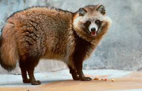 Attēlu rezultāti vaicājumam “Nyctereutes procyonoides”