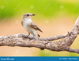 Attēlu rezultāti vaicājumam “Muscicapa striata”