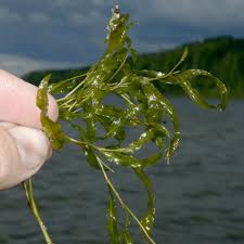 Attēlu rezultāti vaicājumam “Potamogeton gramineus”