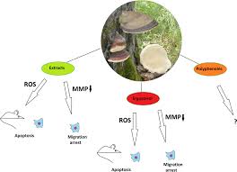 Attēlu rezultāti vaicājumam “Fomitopsis pinicola”