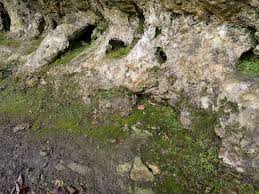 Attēlu rezultāti vaicājumam “Conardia compacta”