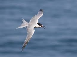 Image result for Sterna dougallii