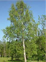 Attēlu rezultāti vaicājumam “Betula pendula flower”