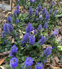 Attēlu rezultāti vaicājumam “Ajuga genevensis”