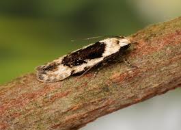 Attēlu rezultāti vaicājumam “Carpatolechia alburnella”