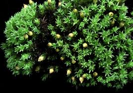 Attēlu rezultāti vaicājumam “Orthotrichum cupulatum var. riparium”