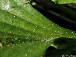 Attēlu rezultāti vaicājumam “Plantago major leaf”