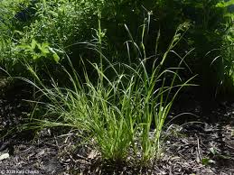 Attēlu rezultāti vaicājumam “Carex scandinavica”