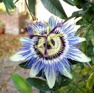 More sizes. Blue Passionflower (Passiflora caerulea) - via Daymix