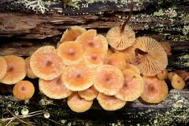 Attēlu rezultāti vaicājumam “Xeromphalina campanella”