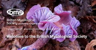 Attēlu rezultāti vaicājumam “Aleurodiscus amorphus”