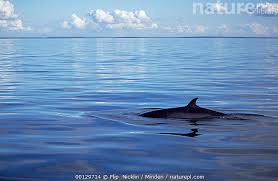 Image result for Balaenoptera acutorostrata