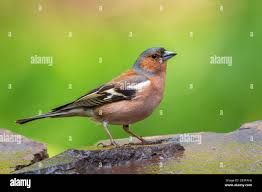 Attēlu rezultāti vaicājumam “Fringilla coelebs”