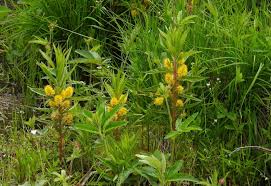 Attēlu rezultāti vaicājumam “Lysimachia thyrsiflora”