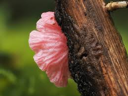 Attēlu rezultāti vaicājumam “Ophiotheca chrysosperma macro”