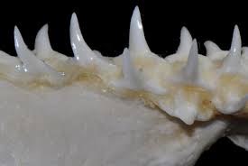 Image result for Sphyrna media