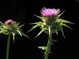 Image result for Silybum marianum