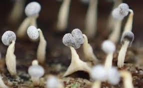 Attēlu rezultāti vaicājumam “Physarum flavicomum macro”