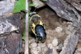 Attēlu rezultāti vaicājumam “Andrena”
