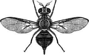 Attēlu rezultāti vaicājumam “Tephritidae”